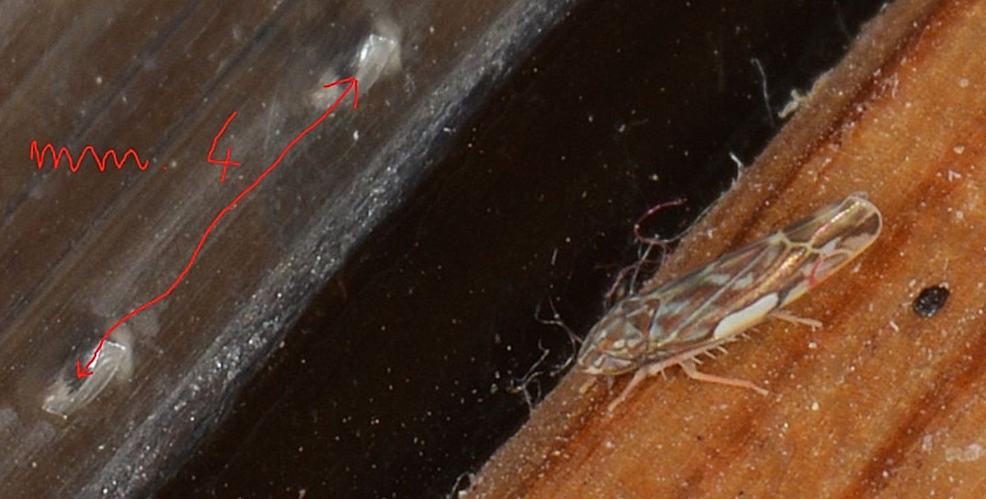 Cicadellidae Thyplocybinae: Erasmoneura vulnerata